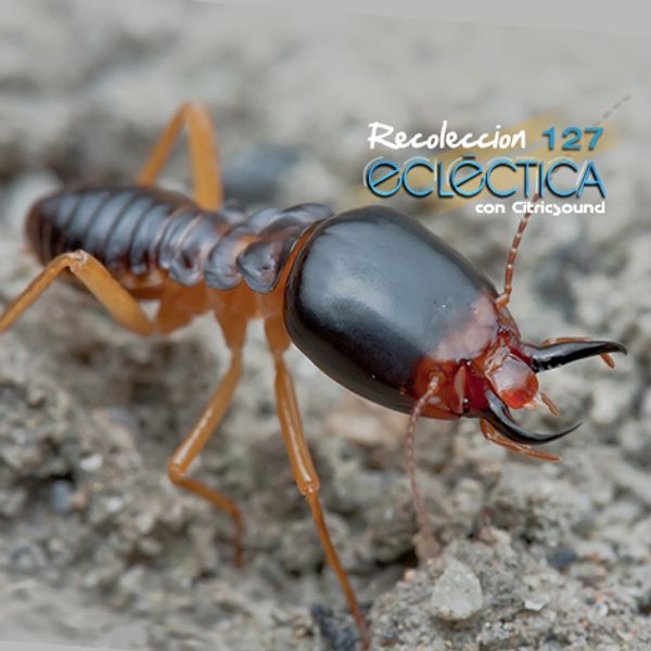 Recolección Ecléctica 127
